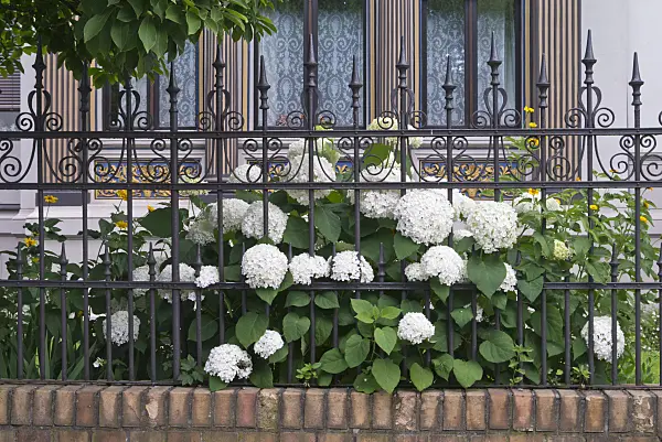 608146 - Tree hydrangea (Hydrangea arborescens 'Annabelle')