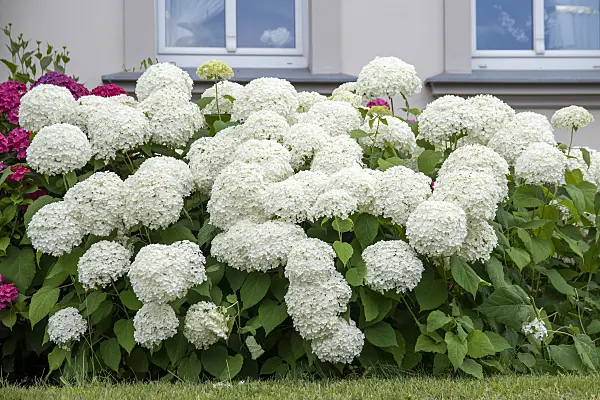 616233 - Tree hydrangea (Hydrangea arborescens 'Annabelle')