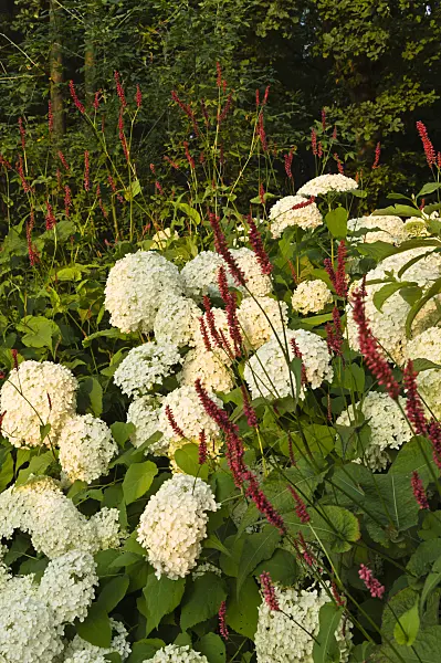 510145 - Tree hydrangea (Hydrangea arborescens 'Annabelle') and mountain fleece (Bistorta amplexicaulis 'Atropurpureum' syn. Polygonum amplexicaule 'Atropurpureum')