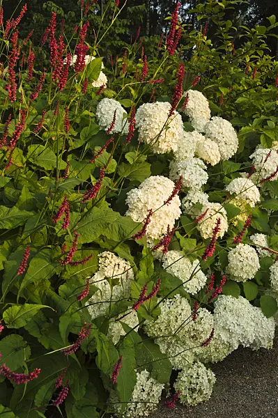 510146 - Tree hydrangea (Hydrangea arborescens 'Annabelle') and mountain fleece (Bistorta amplexicaulis 'Atropurpureum' syn. Polygonum amplexicaule 'Atropurpureum')