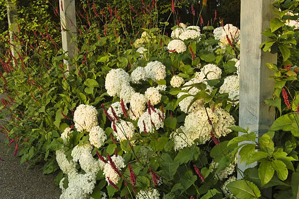 510147 - Tree hydrangea (Hydrangea arborescens 'Annabelle') and mountain fleece (Bistorta amplexicaulis 'Atropurpureum' syn. Polygonum amplexicaule 'Atropurpureum')