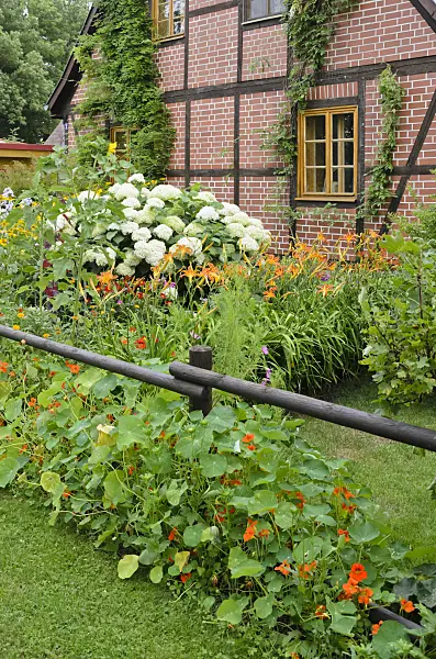 522115 - Tree hydrangea (Hydrangea arborescens), day lily (Hemerocallis) and garden nasturtium (Tropaeolum majus)