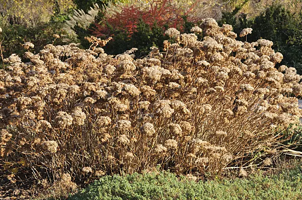 478016 - Tree hydrangea (Hydrangea arborescens 'Grandiflora')
