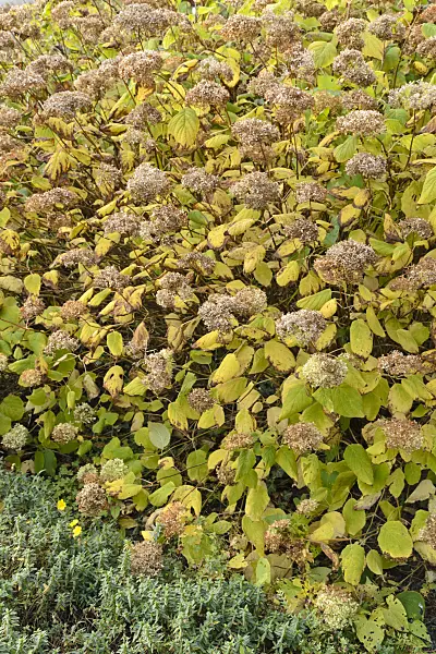 489053 - Tree hydrangea (Hydrangea arborescens 'Grandiflora')