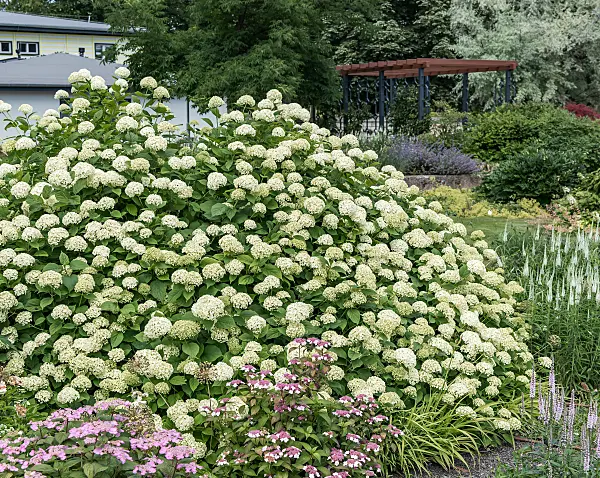 664190 - Tree hydrangea (Hydrangea arborescens 'Grandiflora')