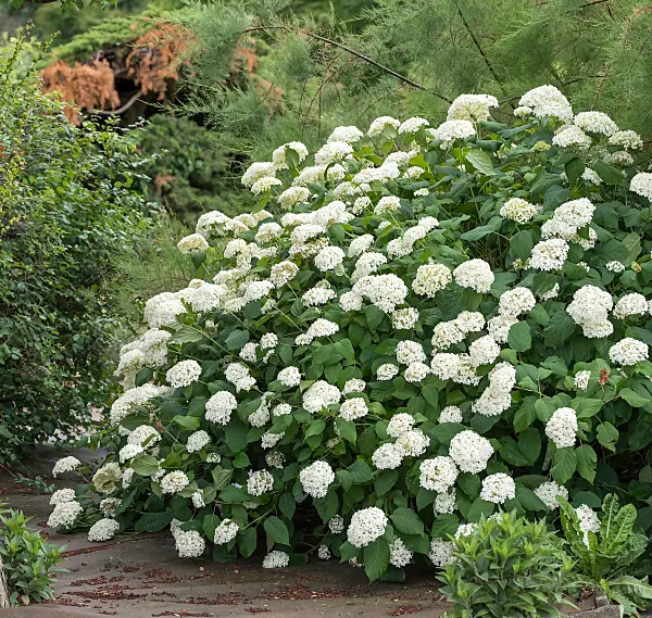 664191 - Tree hydrangea (Hydrangea arborescens 'Grandiflora')