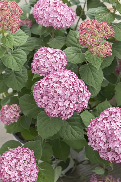 607101 - Tree hydrangea (Hydrangea arborescens 'Incrediball Blush')