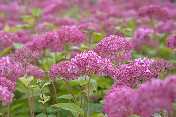 517190 - Tree hydrangea (Hydrangea arborescens 'Invincibelle')
