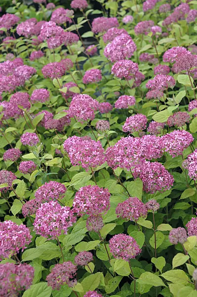 517191 - Tree hydrangea (Hydrangea arborescens 'Invincibelle')