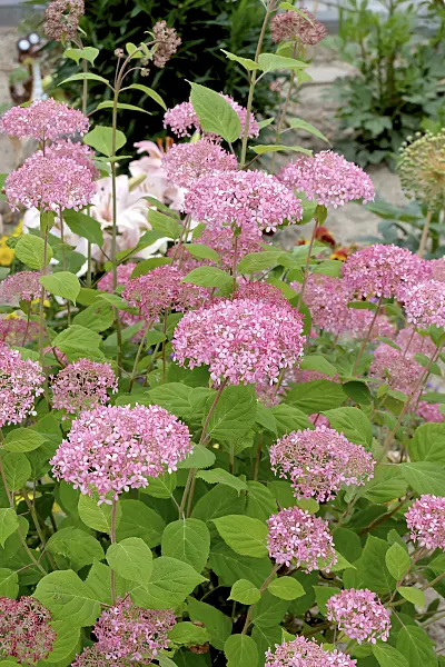 558119 - Tree hydrangea (Hydrangea arborescens 'Invincibelle')