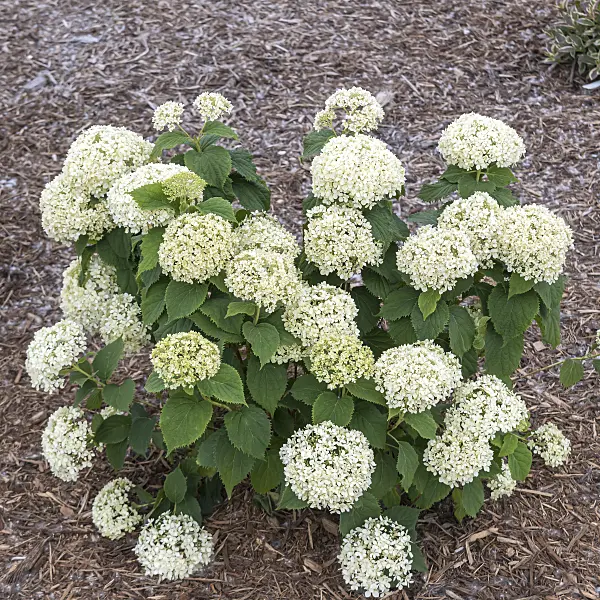 607102 - Tree hydrangea (Hydrangea arborescens 'Invincibelle Limetta')