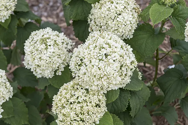 607103 - Tree hydrangea (Hydrangea arborescens 'Invincibelle Limetta')