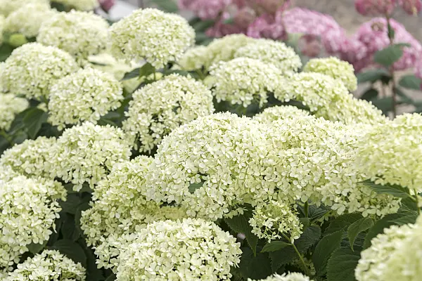 607104 - Tree hydrangea (Hydrangea arborescens 'Invincibelle Limetta')