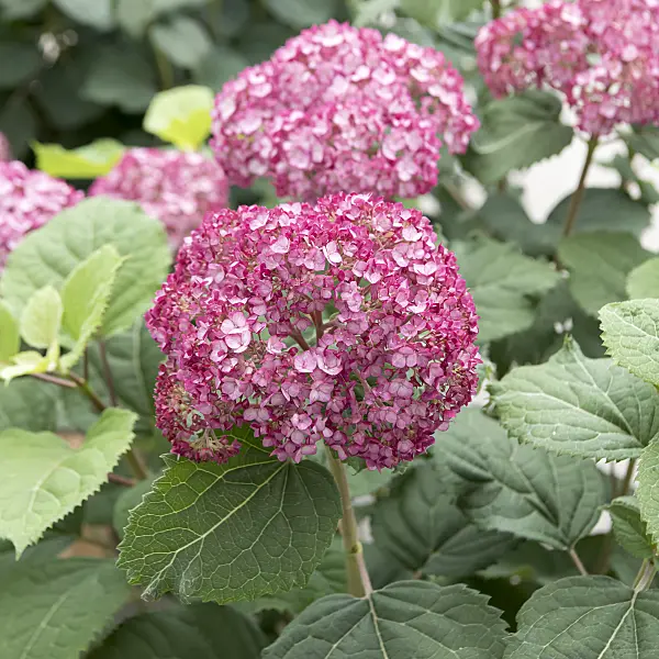 607105 - Tree hydrangea (Hydrangea arborescens 'Invincibelle Mini Mauvette')