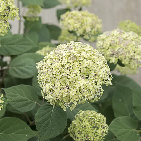 607107 - Tree hydrangea (Hydrangea arborescens 'Lime Rickey')