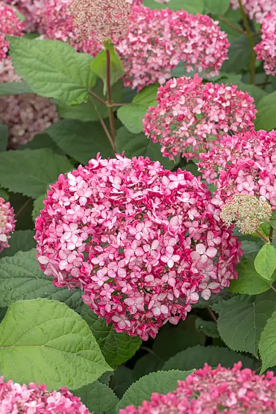 664192 - Tree hydrangea (Hydrangea arborescens 'Pink Annabelle')