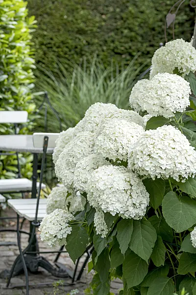 616234 - Tree hydrangea (Hydrangea arborescens 'Strong Annabelle')