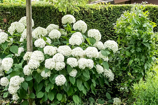 664193 - Tree hydrangea (Hydrangea arborescens 'Strong Annabelle')