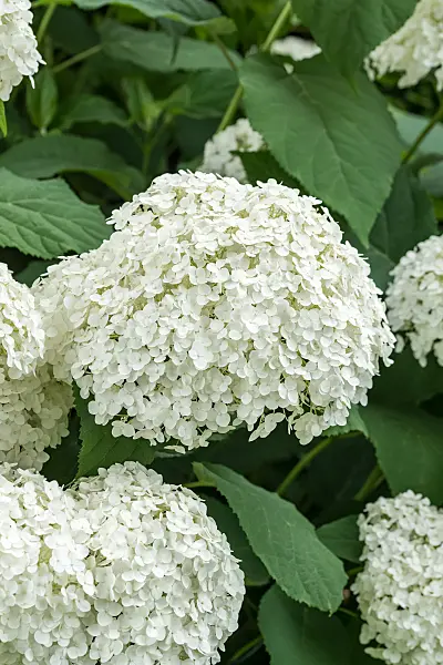 664194 - Tree hydrangea (Hydrangea arborescens 'Strong Annabelle')