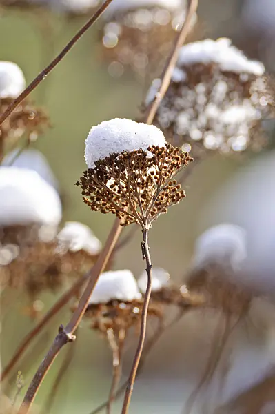 466097 - Tree hydrangea (Hydrangea arborescens subsp. arborescens)
