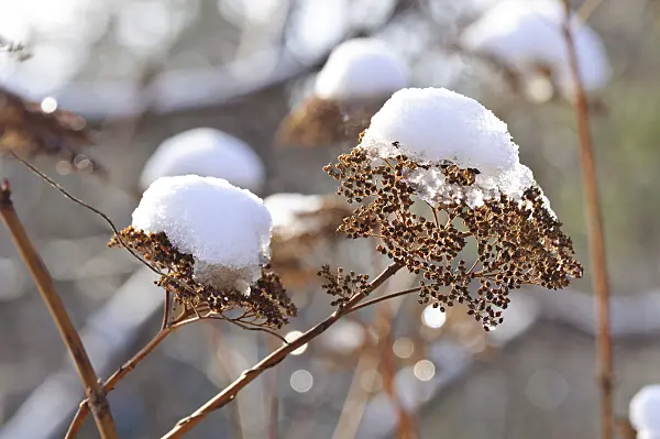 466098 - Tree hydrangea (Hydrangea arborescens subsp. arborescens)