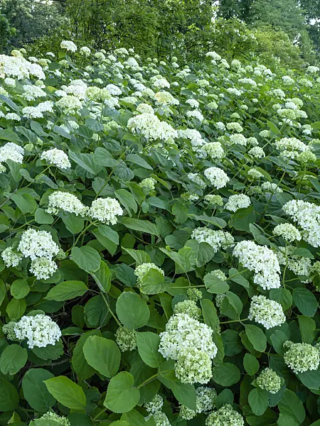 449018 - Tree hydrangea (Hydrangea arborescens subsp. discolor 'Sterilis')