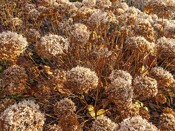 431062 - Tree hydrangea (Hydrangea arborescens subsp. radiata)