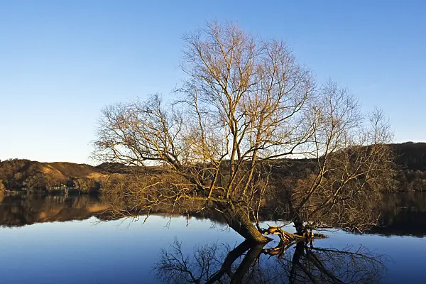 387033 - Tree in Oder River, Lower Oder Valley National Park, Germany