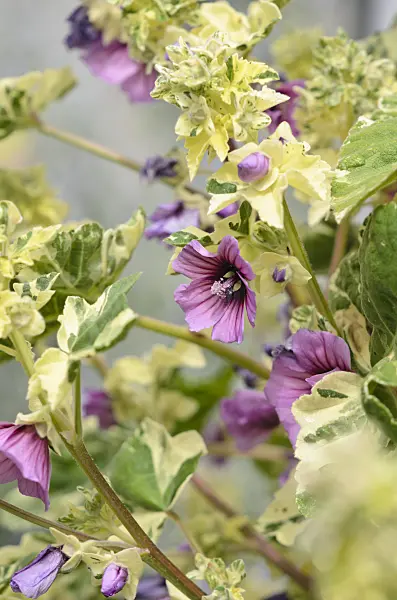 533525 - Tree mallow (Lavatera arborea 'Variegata')