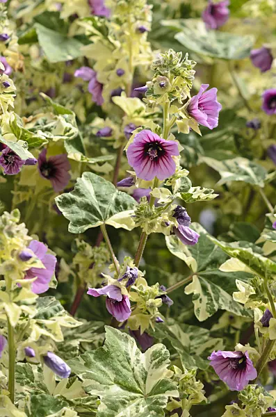 533526 - Tree mallow (Lavatera arborea 'Variegata')