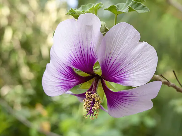 442103 - Tree mallow (Lavatera maritima)