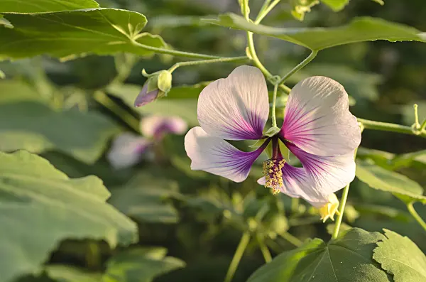 493027 - Tree mallow (Lavatera maritima)