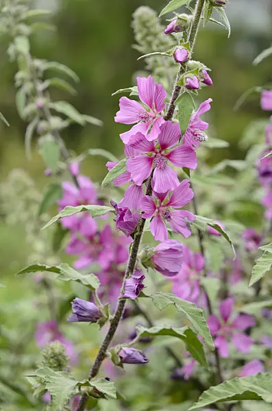 521318 - Tree mallow (Lavatera olbia)