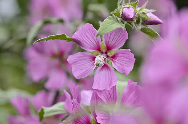 521319 - Tree mallow (Lavatera olbia)