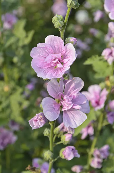 499080 - Tree mallow (Lavatera olbia 'Barnsley')