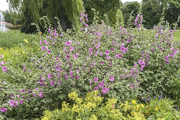 638149 - Tree mallow (Lavatera olbia 'Barnsley')