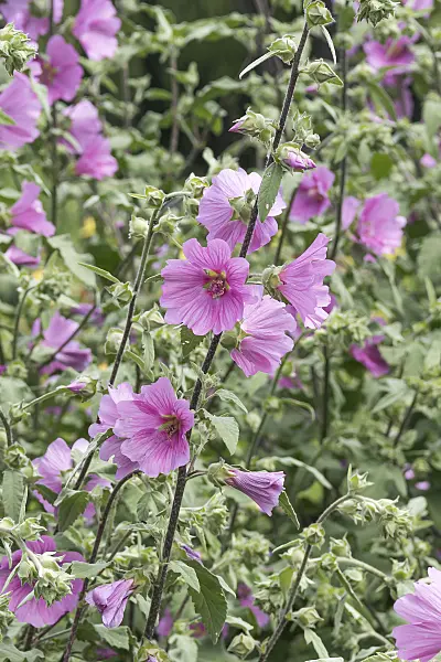 638150 - Tree mallow (Lavatera olbia 'Barnsley')