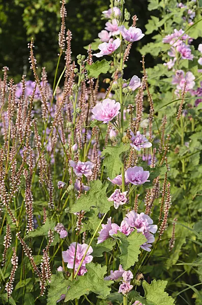 499081 - Tree mallow (Lavatera olbia 'Barnsley') and mountain fleece (Bistorta amplexicaulis 'Rosea' syn. Polygonum amplexicaule 'Rosea')