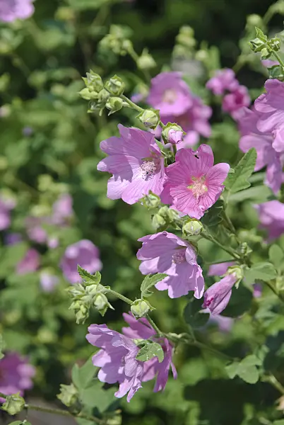 490088 - Tree mallow (Lavatera olbia 'Rosea')