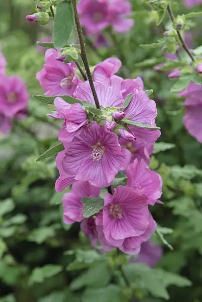 526110 - Tree mallow (Lavatera olbia 'Rosea')