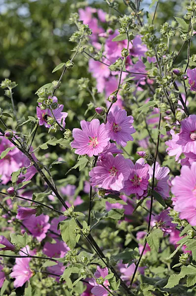534301 - Tree mallow (Lavatera olbia 'Rosea')
