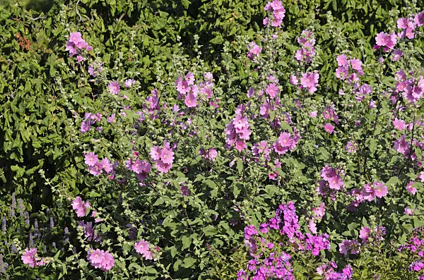 534302 - Tree mallow (Lavatera olbia 'Rosea')