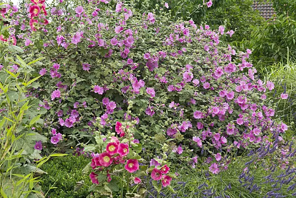 546040 - Tree mallow (Lavatera olbia 'Rosea'), common hollyhock (Alcea rosea) and common lavender (Lavandula angustifolia)