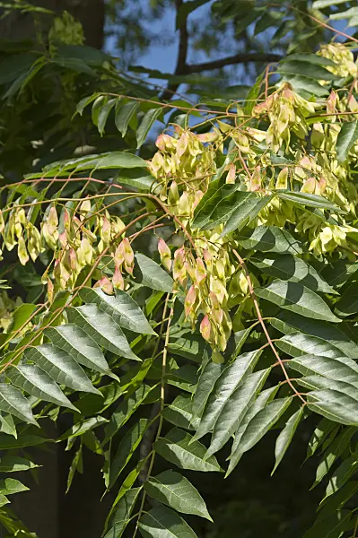 511147 - Tree of heaven (Ailanthus altissima)