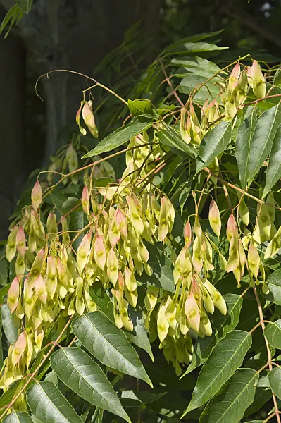 511148 - Tree of heaven (Ailanthus altissima)