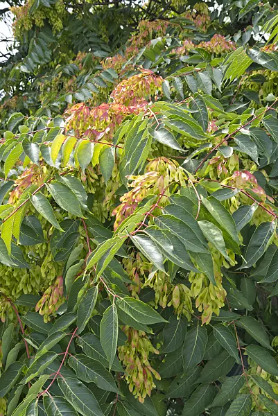 535240 - Tree of heaven (Ailanthus altissima)