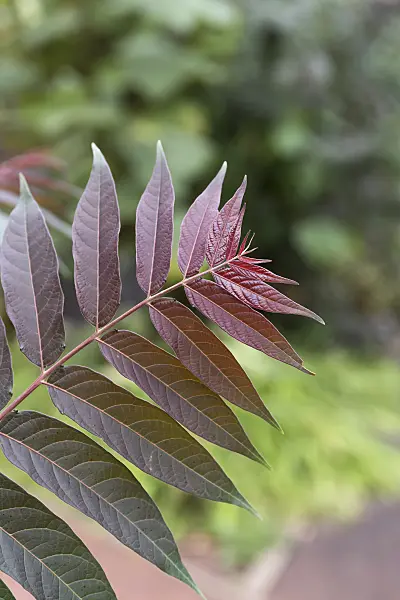 635010 - Tree of heaven (Ailanthus altissima 'Purple Dragon')