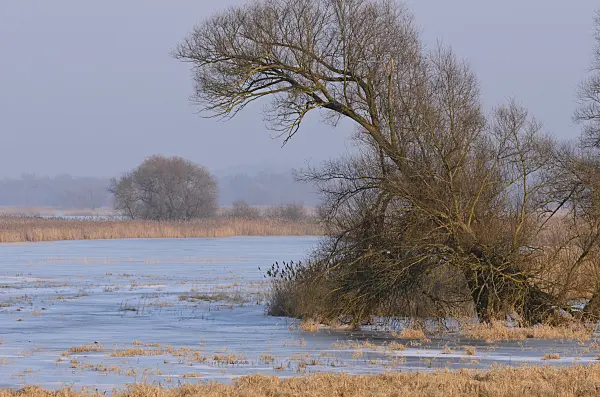 564255 - Tree on a flooded and frozen polder meadow, Lower Oder Valley National Park, Germany