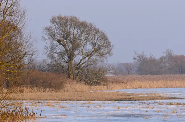 564256 - Tree on a flooded and frozen polder meadow, Lower Oder Valley National Park, Germany