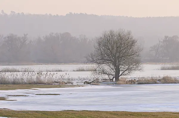 564257 - Tree on a flooded and frozen polder meadow, Lower Oder Valley National Park, Germany